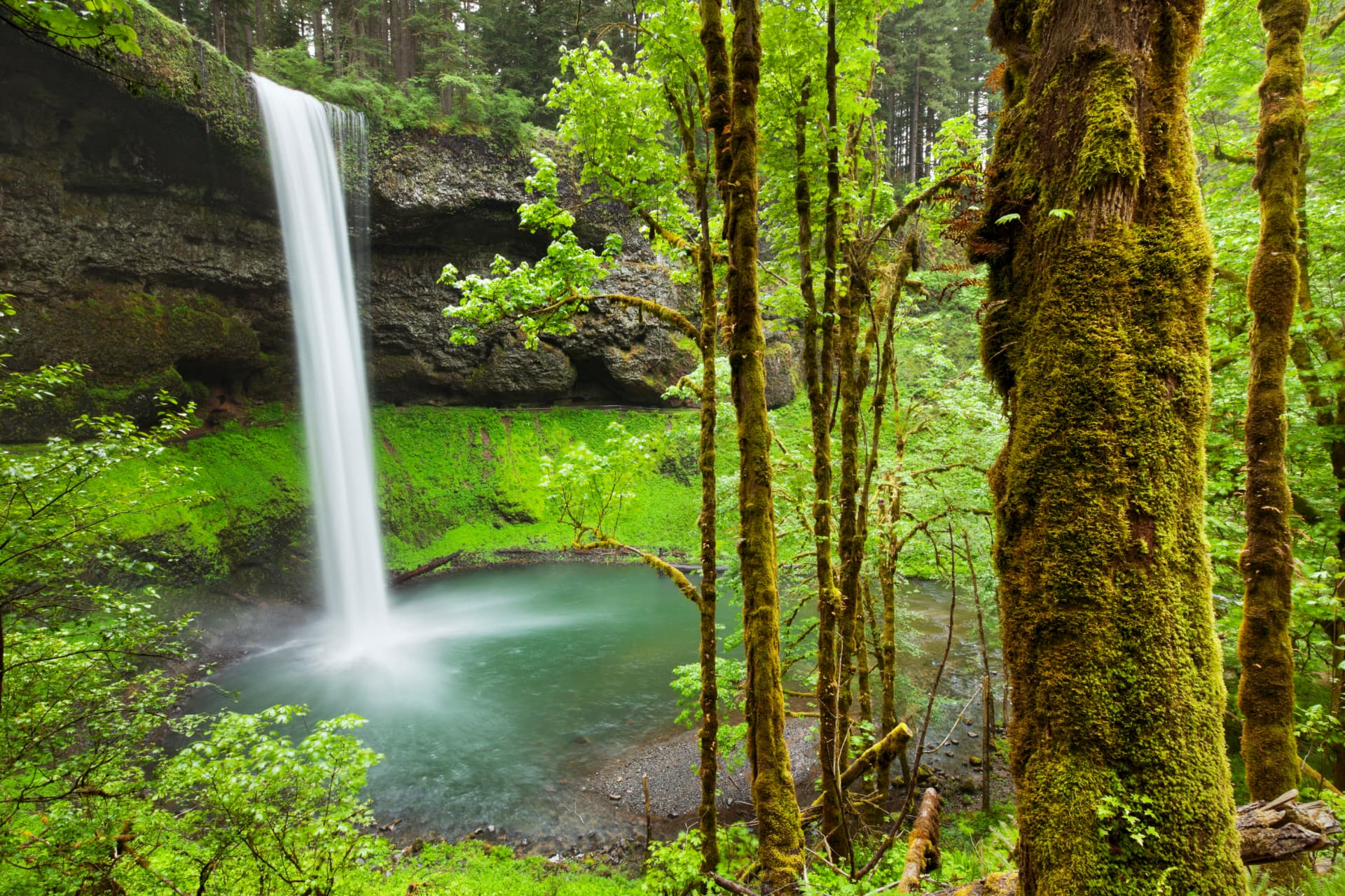 Waterfall in a mossy Oregon forest