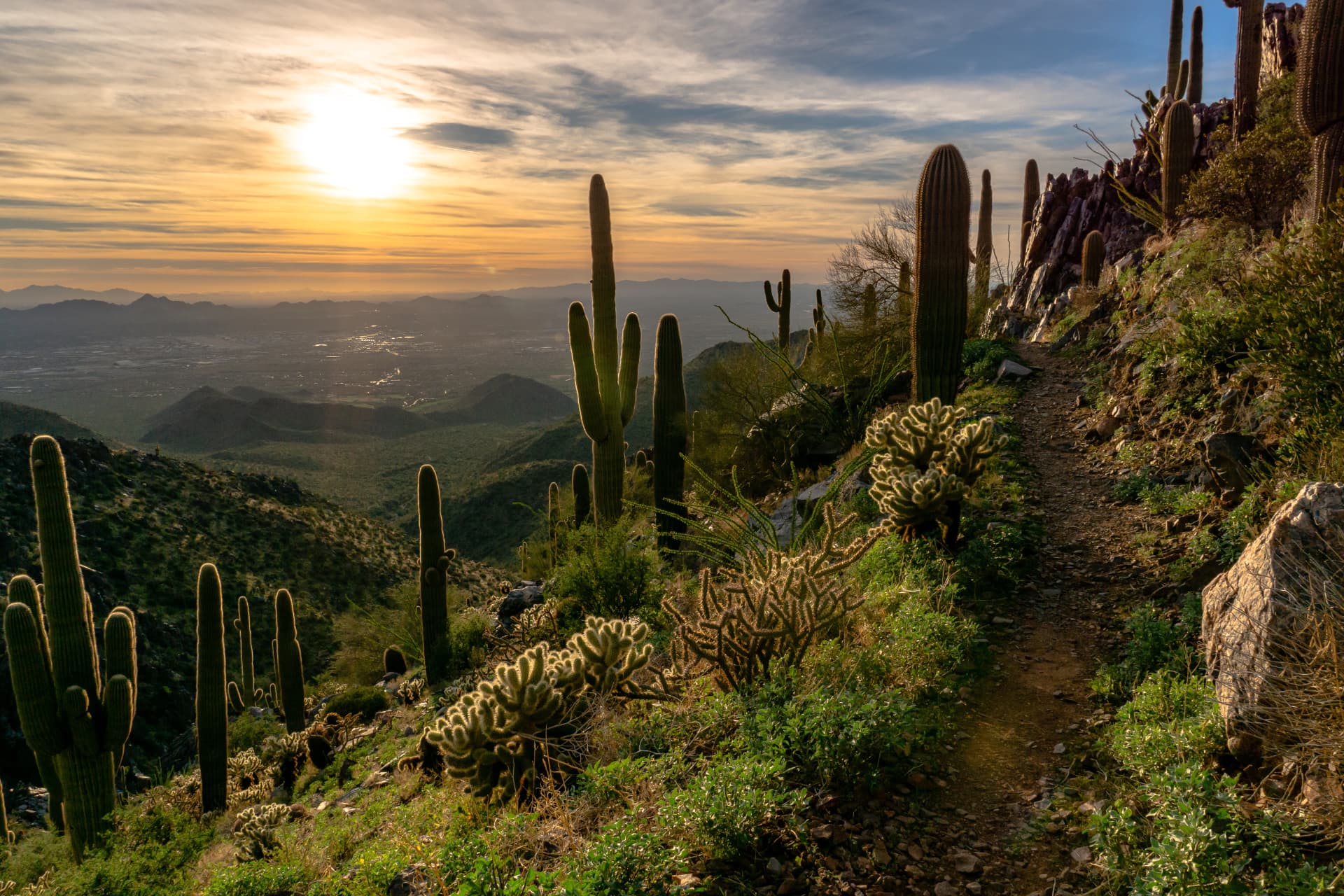 Saguaro-lined hiking trail at sunset in the Arizona desert